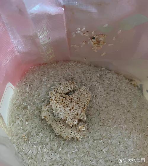 长虫结块的厨房储存大米