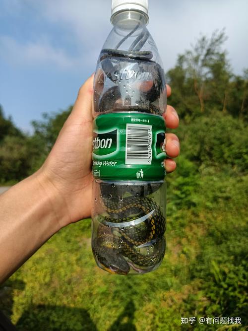 老式矿泉水瓶装野生小青草蛇实拍
