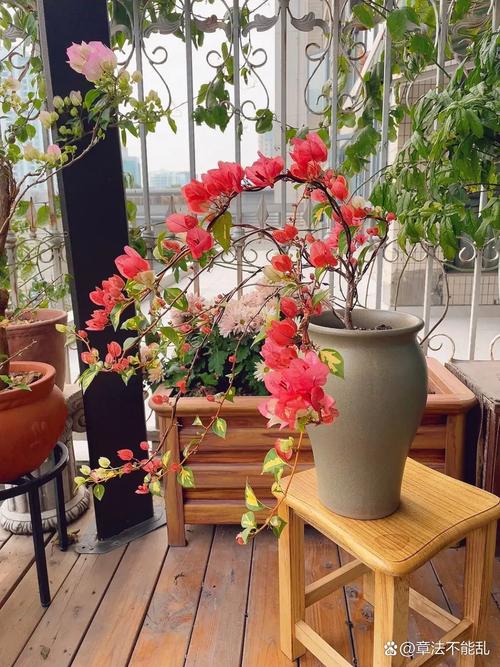 老巷花市阴面花架上的小型阴性绿植