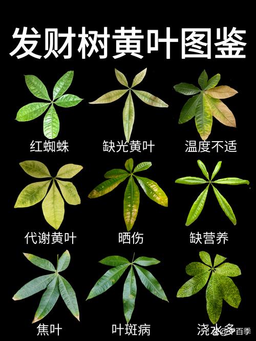 家养绿植不同部位黄叶原因对比图