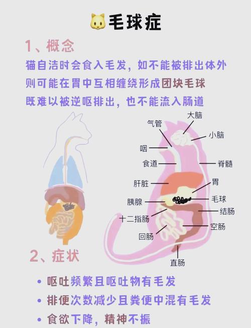 猫消化道毛球排出路径示意图