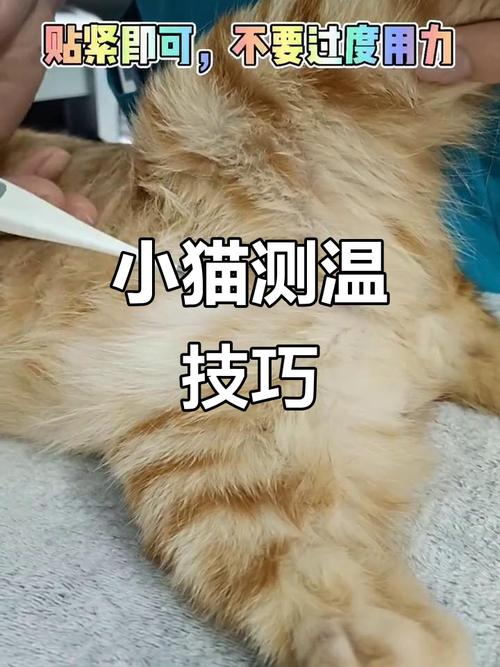 猫咪居家体温测量操作图