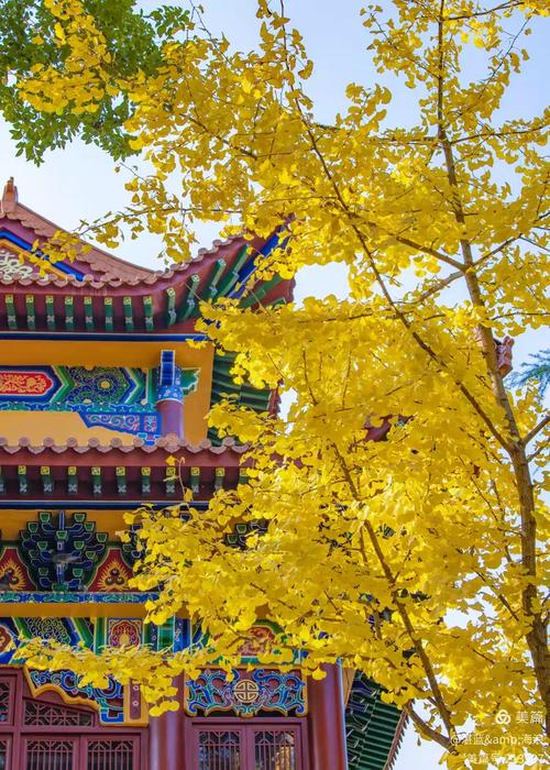 云冈石窟景区入口银杏秋景