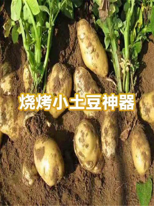 烧烤烤网用土豆防粘处理