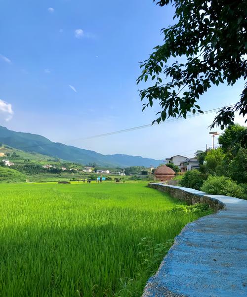南方乡村乡道骑行沿途稻田风景