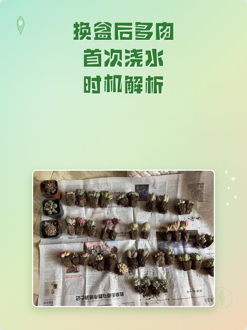 小学课堂塑料多肉换盆劳动课评分场景