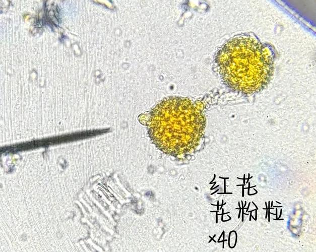 春季花粉颗粒显微放大图