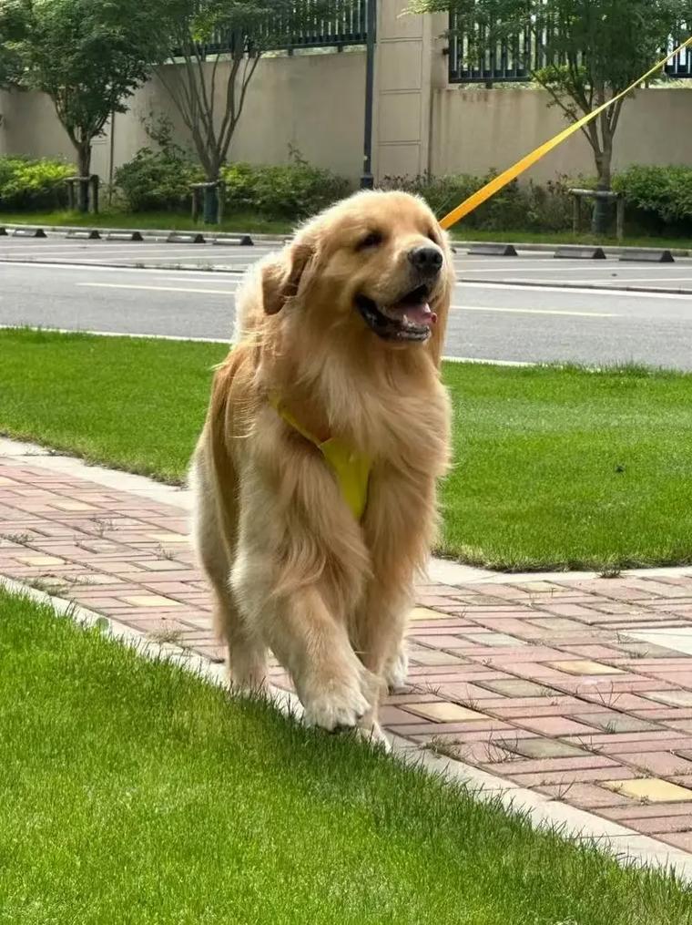 老年金毛犬关节炎走路姿态实拍