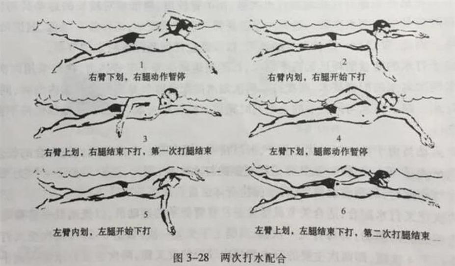 自由泳打腿发力部位示意图