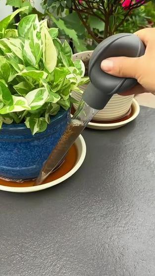 家庭阳台绿植托盘积水清理示意图