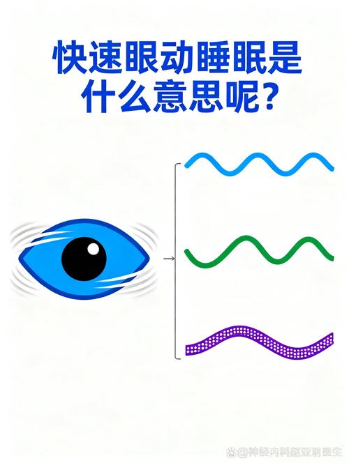 睡眠周期示意图显示REM快速眼动阶段脑电波活跃