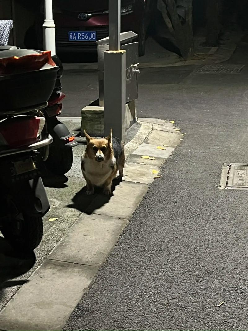 小区单元门口未牵绳柯基追人现场实拍