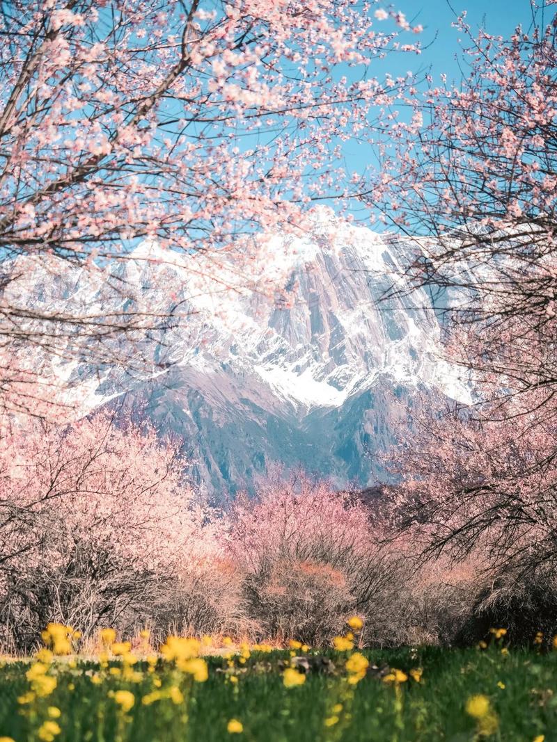 林芝桃花雪山