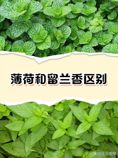 不同品种薄荷叶片对比:留兰香、胡椒薄荷、苹果薄荷