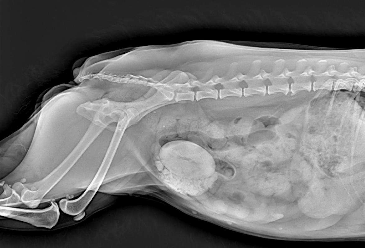 犬猫膀胱结石X光诊断影像