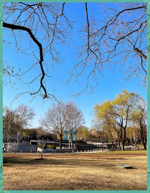 春季公园柳树发芽晨练场景图