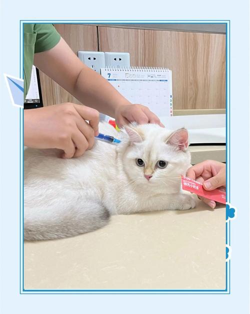宠物主人给猫咪注射胰岛素实拍
