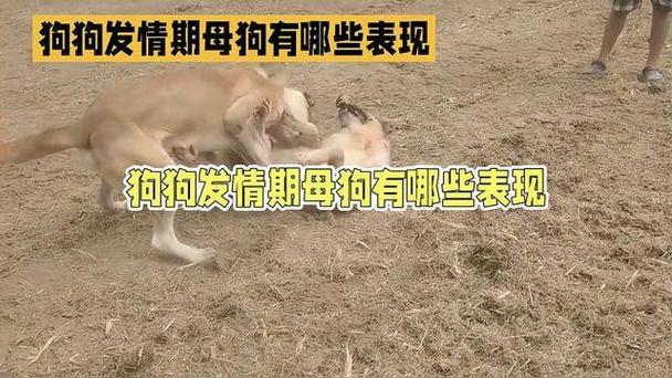熬发情期的几个实在办法