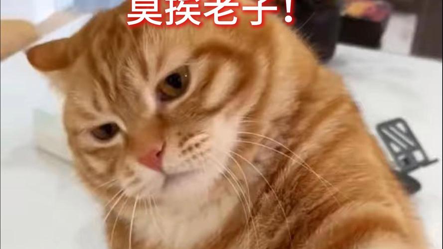 AI生成沙雕表情包示例图 炸毛猫 莫挨老子