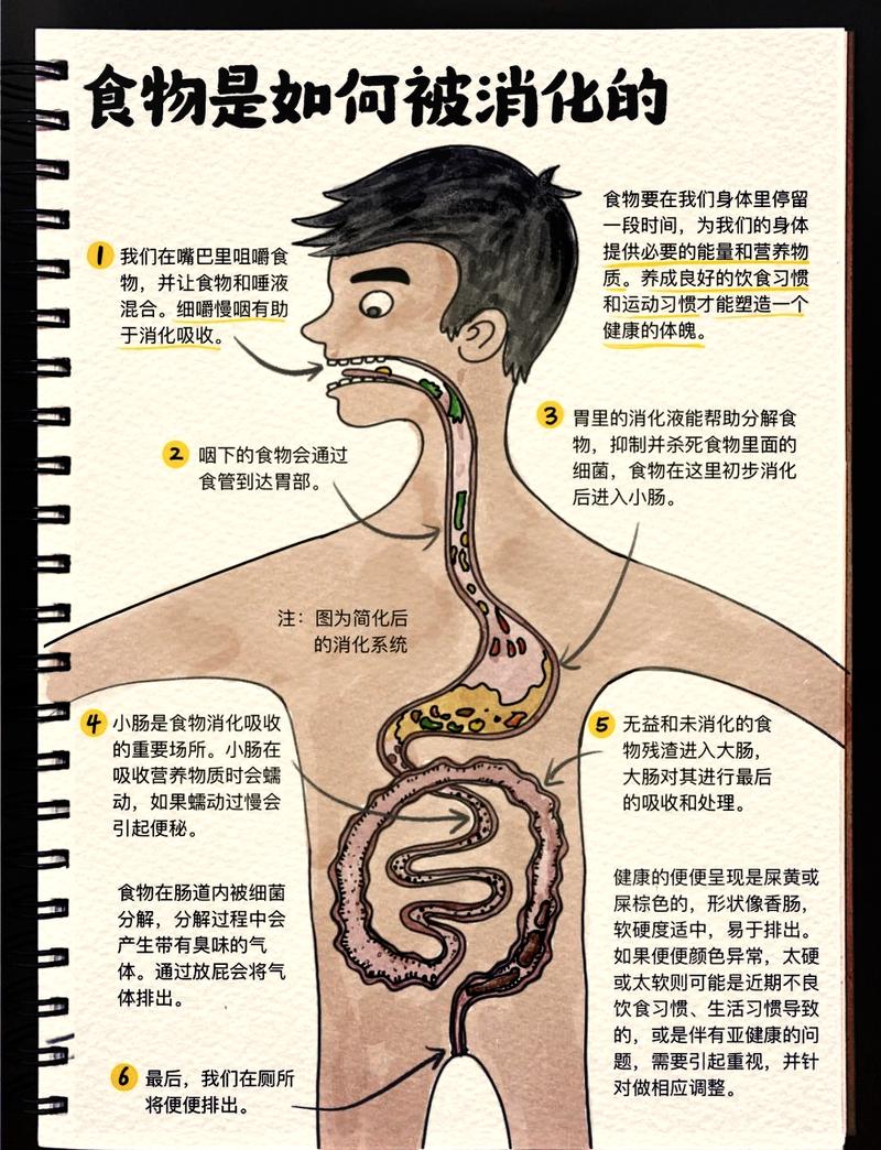 聊聊餐后容易腹胀的进食速度与食物搭配-仁者医