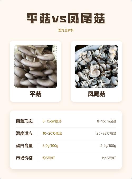 市场新鲜菌菇好坏对比图