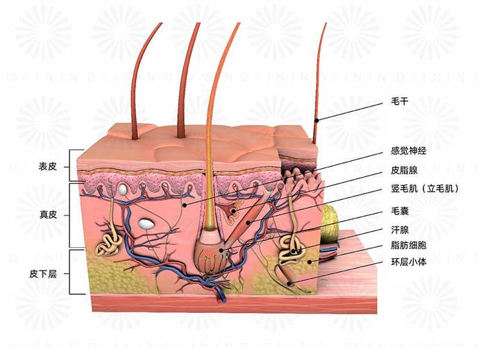 人体头皮毛囊结构解剖示意图