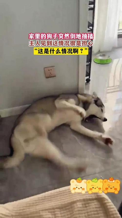 宠物癫痫发作倒地抽搐真实状态