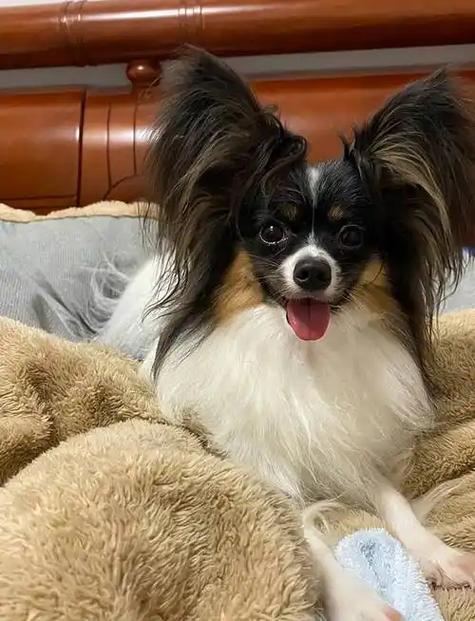 主人抱着蝴蝶犬在沙发上互动
