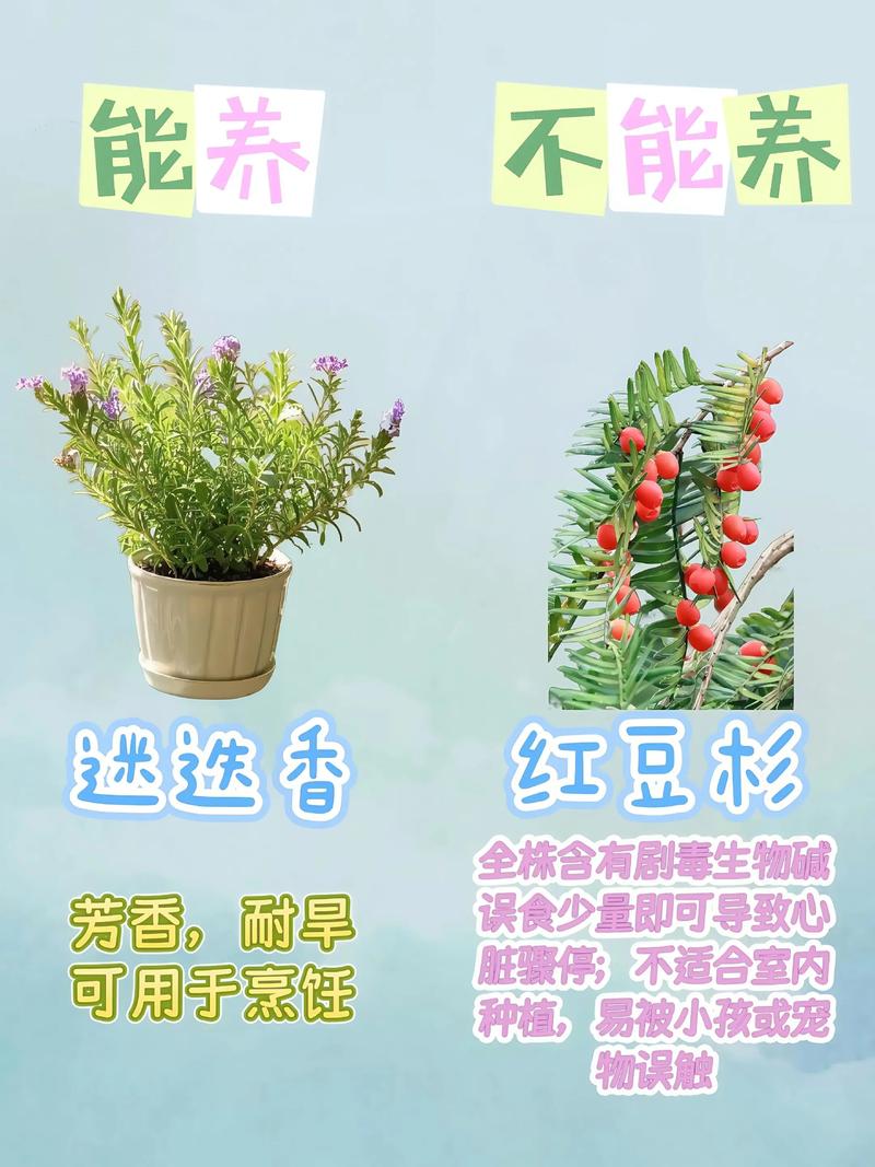 二、哪些香草值得种？我的个人红黑榜
