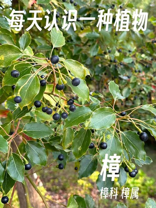 带一块樟木回北方