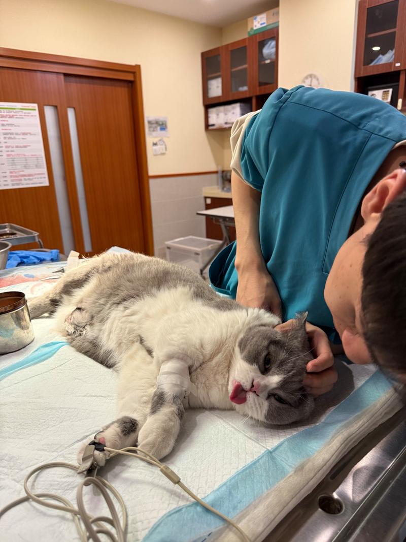 猫咪生病宠物医院检查照片