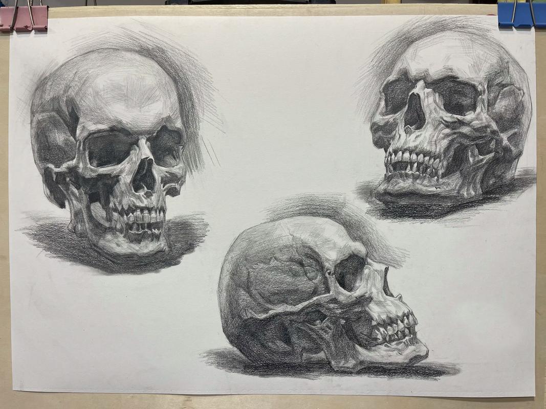 素描头像颅骨结构比例图