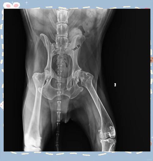 金毛犬髋关节关节炎病变X光片