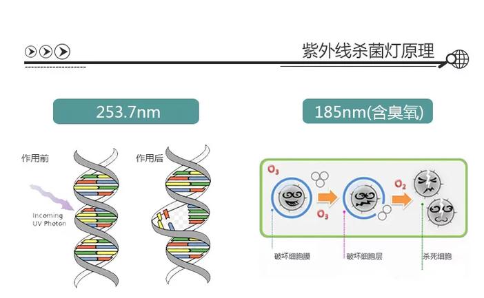 紫外线照射衣物除菌原理示意图