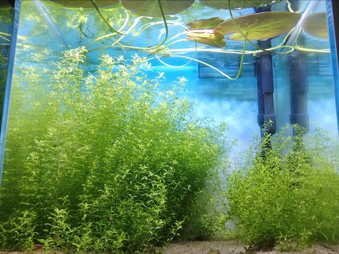 水草缸日本珍珠草疯长爆缸