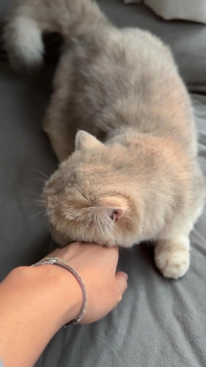猫咪对着回家主人蹭腿实拍