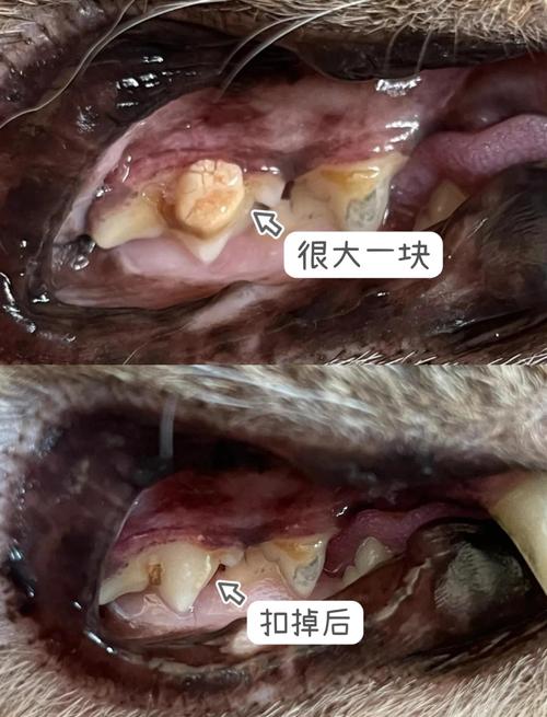 健康犬猫牙齿与牙结石对比实拍
