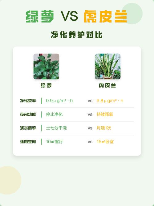 虎皮兰绿萝等家居净化空气植物实拍对比