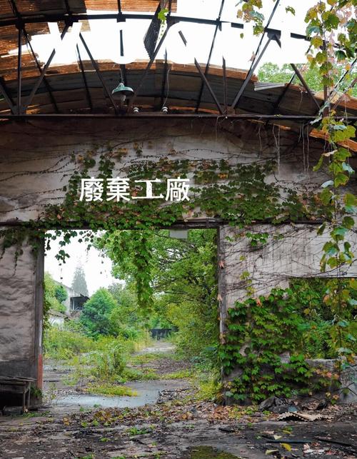 工业分散失败的园区 空置厂房 杂草丛生