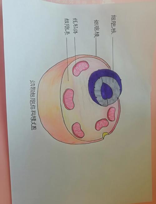 初中生物课本动物细胞结构示意图