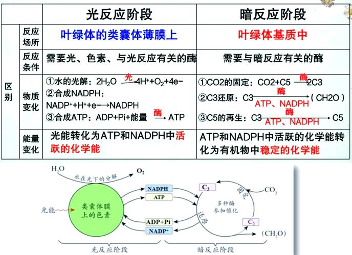 人教版初中生物光合作用公式新旧版本对比图