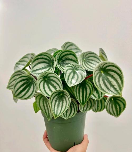 卧室床头柜小型绿植椒草装饰