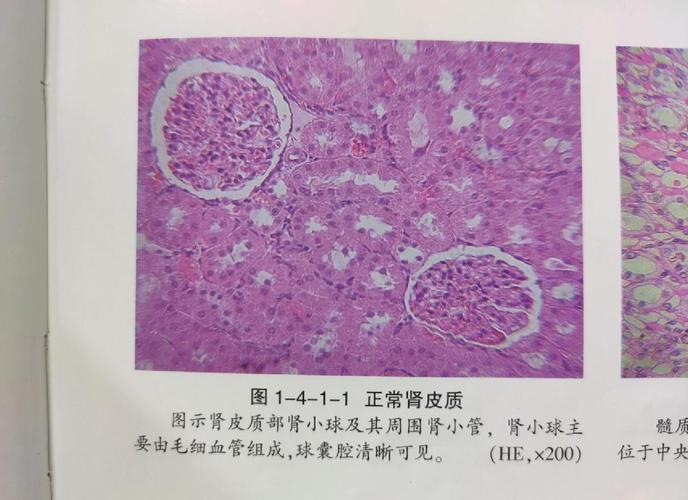 宠物喂养常见的误区有哪些?-我问答网