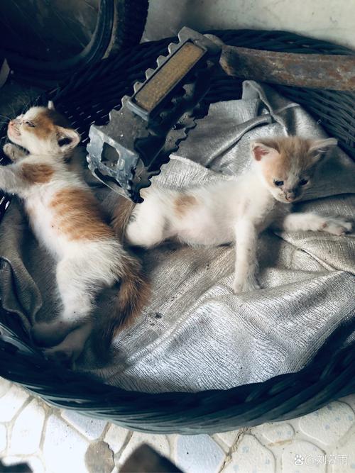 妈妈和孩子在楼下单元门旁看流浪橘猫