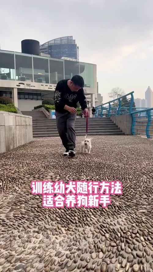 正确狗狗随行脚边站位示意图
