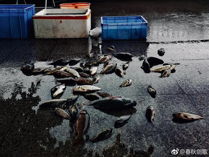 厦门八市凌晨卸鱼的湿滑地面