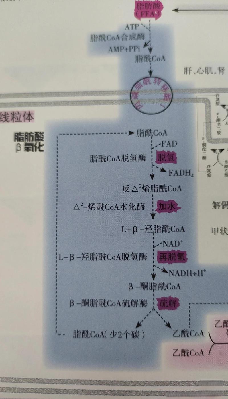 油脂氧化过程分子变化示意图