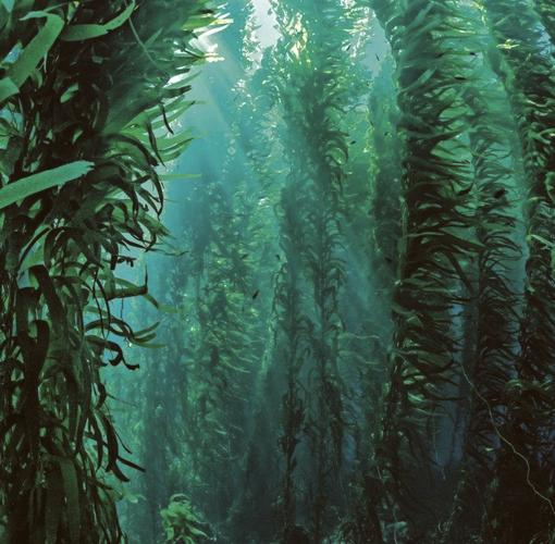海藻:被当成“野草”的海洋生命,到底有多倔强?-因为所以
