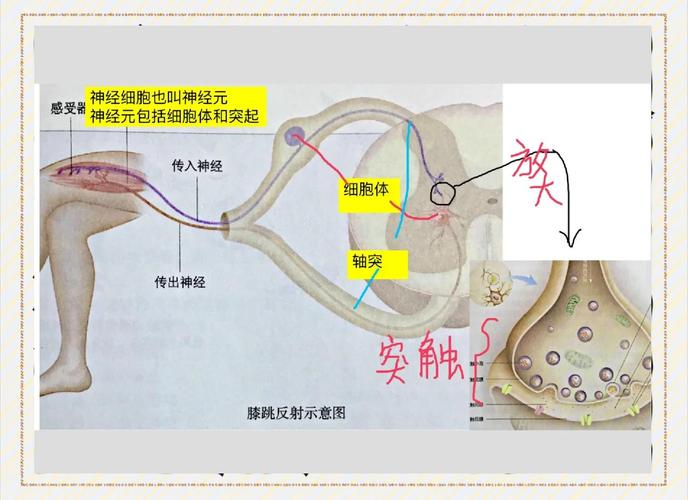运动促进大脑神经连接示意图