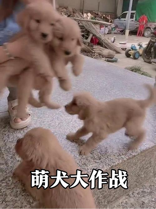 金毛犬和婴儿一起在地上爬行玩耍场景